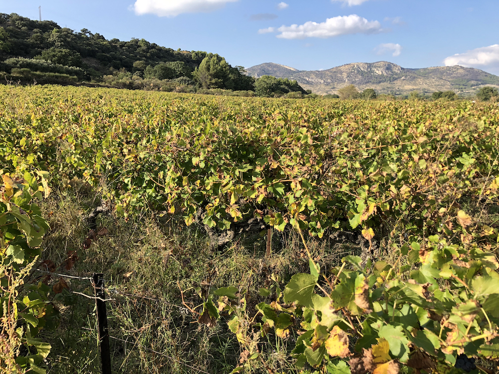 Grenache-Parzelle der Cotes du Ventoux