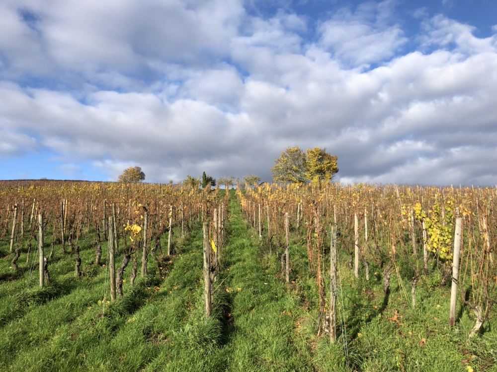 Hallgartener Frühernberg